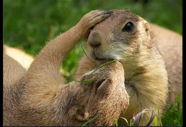 Besos de animales: 10 tiernas imágenes muestran su amor | Fotografía