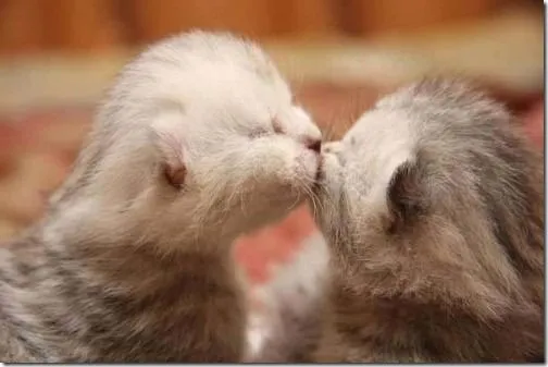 Besos de gatos, fotos y gifs animados | Busco Imágenes Besos de gatos, fotos y gifs animados | Busco Imágenes