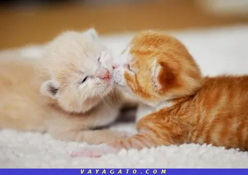 besos Página 6