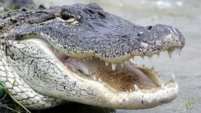 Best alligator recipes | Fox News Best alligator recipes | Fox News