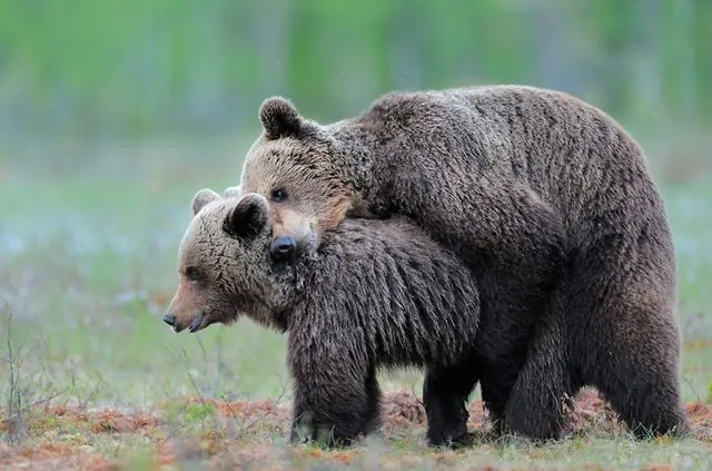 Animales salvajes tiernos - Imagui