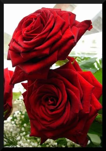 Bi gorri rosa / Dos rosas rojas / Two red roses - a photo on ... Bi gorri rosa / Dos rosas rojas / Two red roses - a photo on ...