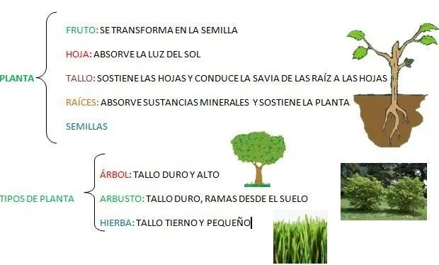 Esquema sobre las partes de las plantas - Imagui