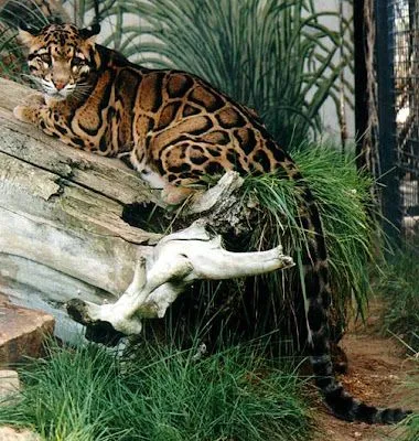 Bicharada: bichos lindos, curiosos... Animais! Fala, bicho ... Bicharada: bichos lindos, curiosos... Animais! Fala, bicho ...