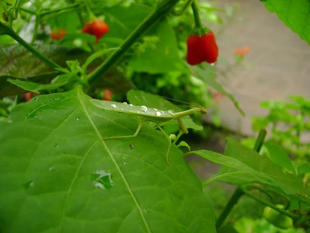 bicho mojao | Flickr - Photo Sharing!