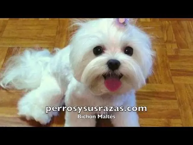 Bichon maltes, el toy con caracter alegre | Razas de perros Bichon maltes, el toy con caracter alegre | Razas de perros