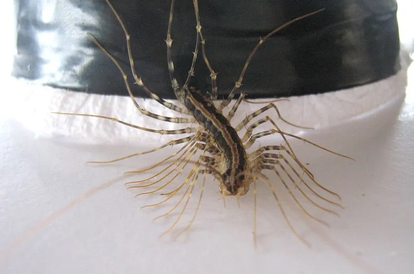 Bichos o animales raros. : Offtopic general