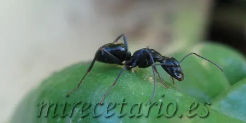 Bichos en el huerto | mirecetario.es