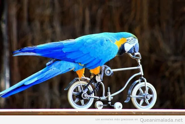 Bicicleta | ¡Qué animalada! | Las fotos, los vídeos y los gifs más ... Bicicleta | ¡Qué animalada! | Las fotos, los vídeos y los gifs más ...