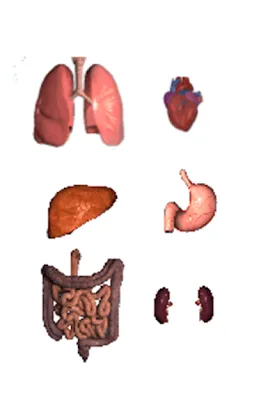 bienvenido al fascinante mundo de las ciencias: EL CUERPO HUMANO Y ... bienvenido al fascinante mundo de las ciencias: EL CUERPO HUMANO Y ...