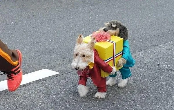 Bienvenidos a Bloog de Piélagos: Dos perros llevando un regalo de ... Bienvenidos a Bloog de Piélagos: Dos perros llevando un regalo de ...