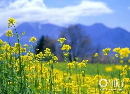 BIENVENIDOS ESTANZUELECOS: QUE ES LA PRIMAVERA BIENVENIDOS ESTANZUELECOS: QUE ES LA PRIMAVERA