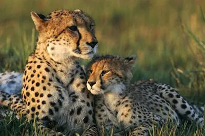 Bienvenidos al foro de animales salvajes.