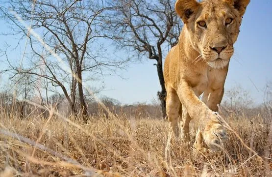 Bienvenidos Al Mundo Animal: Animales Salvajes De Africa - El ...