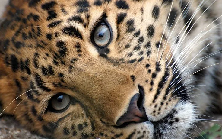 Big-Cats-wild-animals-34365420-1920-1200.jpg (1920×1200) | animal ... Big-Cats-wild-animals-34365420-1920-1200.jpg (1920×1200) | animal ...