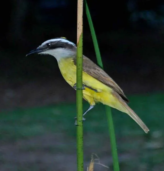 Biguá averiado en Paseo Victorica, Tigre. | AVES DE TU ZONA Tigre ...