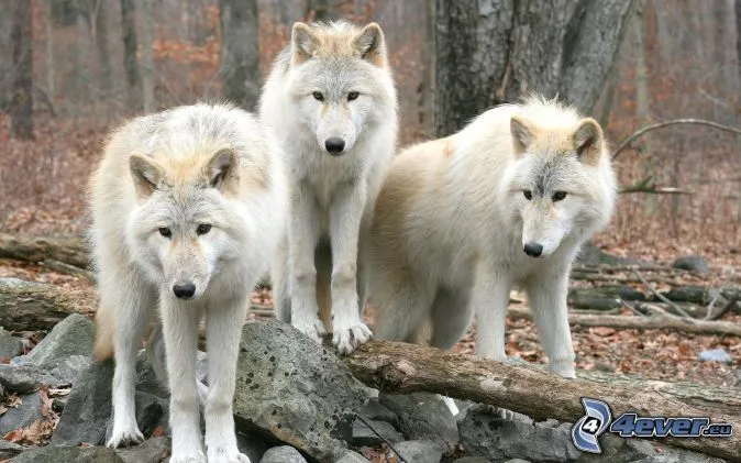 Bing Images - http://www.bing.com:80/images/search?q=Lobos ...