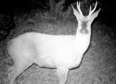 Nuestro Bio Bío.cl Tierra de Encuentros: Nuevas Imágenes De ...