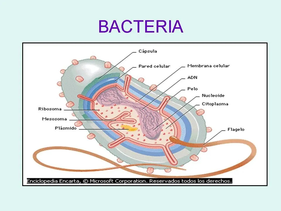 EL BIO BLOG HERRERIANO: CÉLULA PROCARIOTA