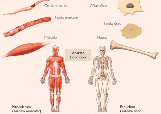 Bio-lógicas - La Biología que estabas buscando! : APARATO LOCOMOTOR