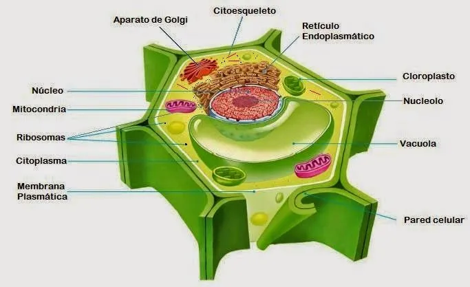 CLASES DE CELULAS ~ BIO.BLOG.