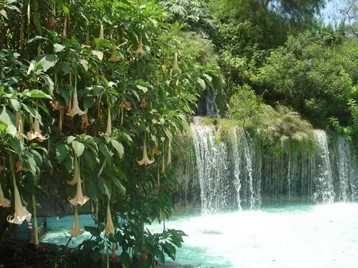 La biodiversidad | codesabotanicag1 La biodiversidad | codesabotanicag1