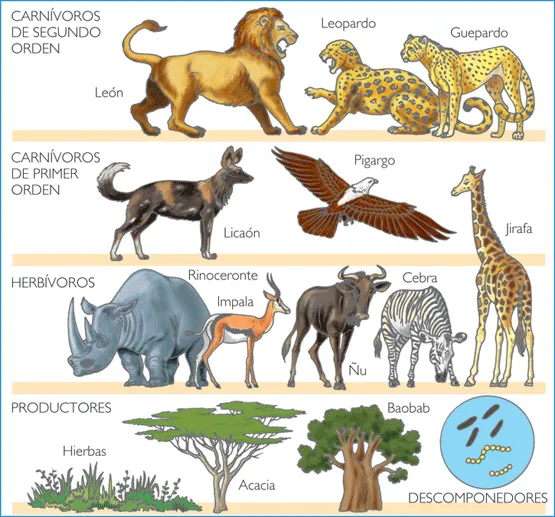 Biodiversidad En Ecosistmas Acuáticos Y Terrestres: NIVELES TRÓFICOS