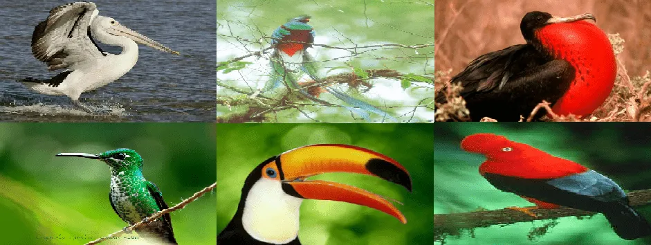 Biodiversidad del Ecuador: FAUNA DE LA REGIÓN NATURAL LITORAL Biodiversidad del Ecuador: FAUNA DE LA REGIÓN NATURAL LITORAL