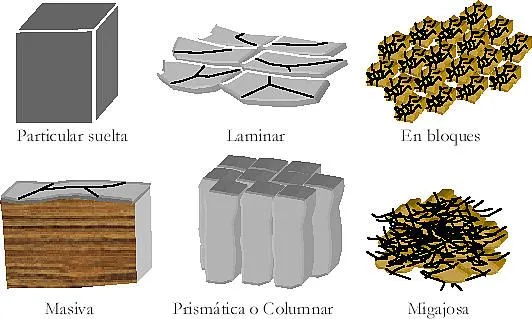 BioDiveRsiDad y factOres qUe la deteRmiNan: TIPO DE SUELO: