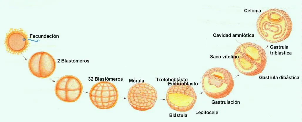 EL EMBARAZO: Etapas de la Embriologia