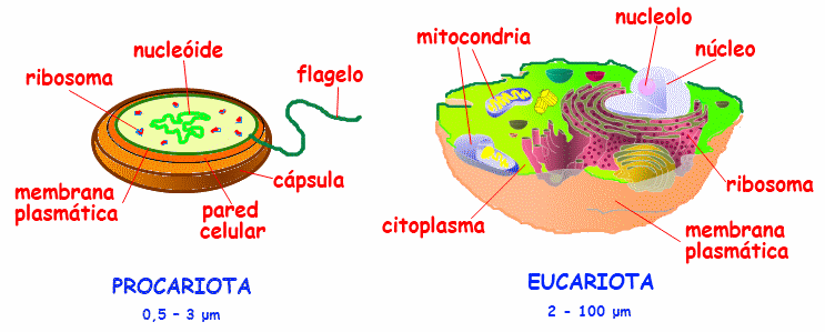 La Biografía de la Vida 11. Aparecen las células eucariotas | El ...