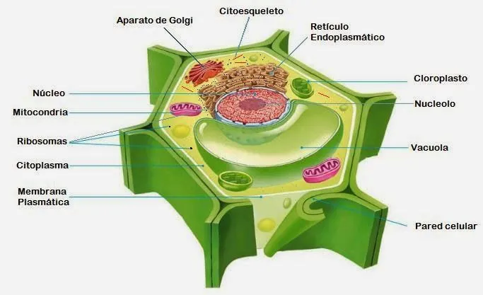 Biología 1ero Proyecto 2014: La Célula Vegetal