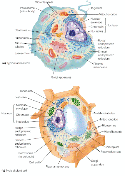 Biología 1M: Estomas