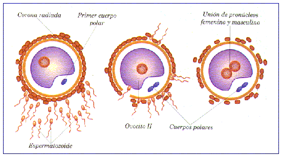 Biología &amp; Geología