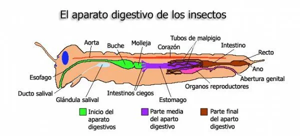 Biologia-Animal - Aparatos deigestivos de invertebrados. Biologia-Animal - Aparatos deigestivos de invertebrados.