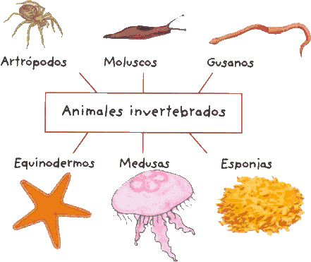 Biologia-Animal - Aparatos excretores de invertebrados. Biologia-Animal - Aparatos excretores de invertebrados.