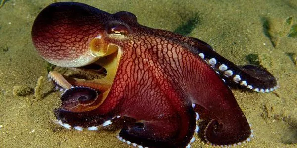 biologia animal | Biologia na Web