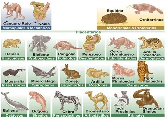 Biología animal: Cordados