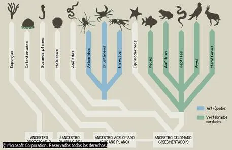 Biología animal - Monografias.com