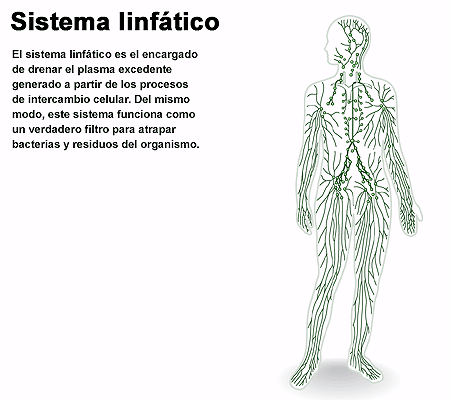 Biologia-Animal - El sistema linfático.