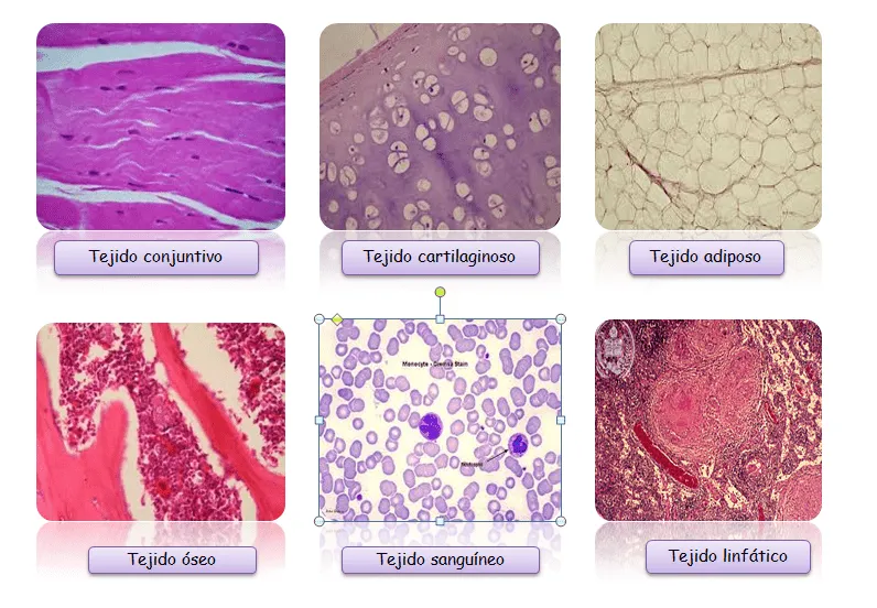 Biologia-Animal - Tejido conectivo.