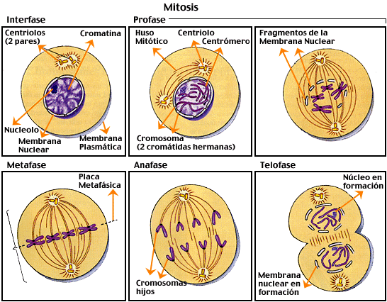 BIOLOGIA PRIMER AÑO: MITOSIS, Y MEIOSIS y GAMETOGÉNESIS