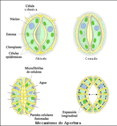 Biología Aplicada 4ºA-1-2014: VISUALIZACIÓN DE CÉLULAS VEGETALES Y ... Biología Aplicada 4ºA-1-2014: VISUALIZACIÓN DE CÉLULAS VEGETALES Y ...