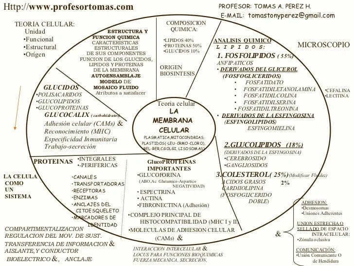 BIOLOGÍA CELULAR Mandalas