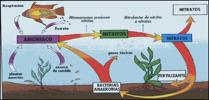 Biología celular y molecular - Bacterias | Plusformación Biología celular y molecular - Bacterias | Plusformación
