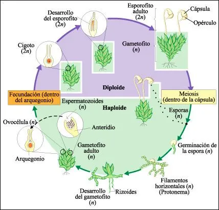 Biologia: Ciclo evolutivo del musgo