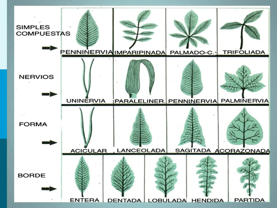Biología didáctica: Clasificación de las Hojas - Pamer 1° Biología didáctica: Clasificación de las Hojas - Pamer 1°