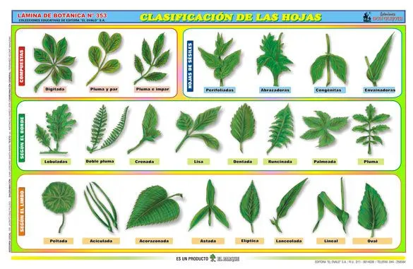 Biología didáctica: Clasificación de las Hojas - Pamer 1 Biología didáctica: Clasificación de las Hojas - Pamer 1