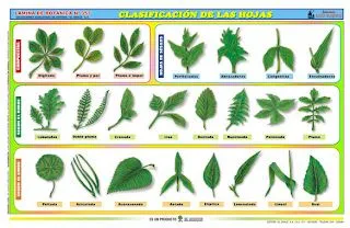 Biología didáctica: Clasificación de las Hojas - Pamer 1 Biología didáctica: Clasificación de las Hojas - Pamer 1