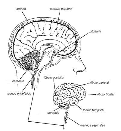 BIOLOGIA FOTOS DIBUJOS IMAGENES: DIBUJOS DEL CEREBRO HUMANO Y SUS ... BIOLOGIA FOTOS DIBUJOS IMAGENES: DIBUJOS DEL CEREBRO HUMANO Y SUS ...